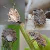 Sciocoris sp.